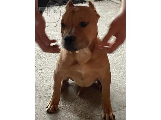 Pitbull κουτάβια